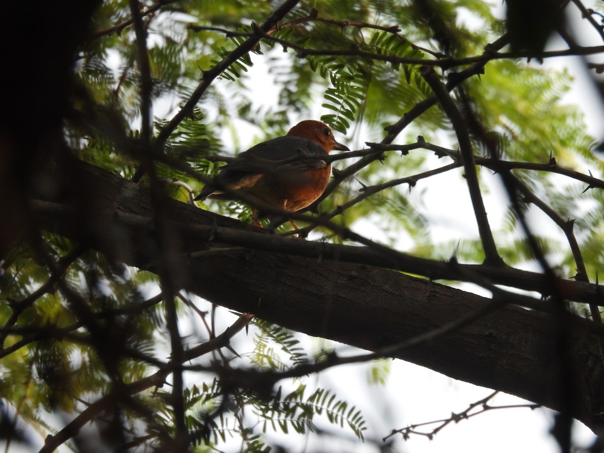 Orange-headed Thrush - Mahathi Narayanaswamy