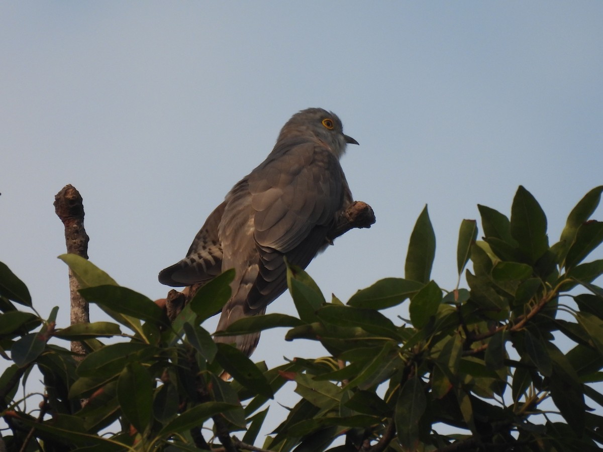 Common Hawk-Cuckoo - Mahathi Narayanaswamy