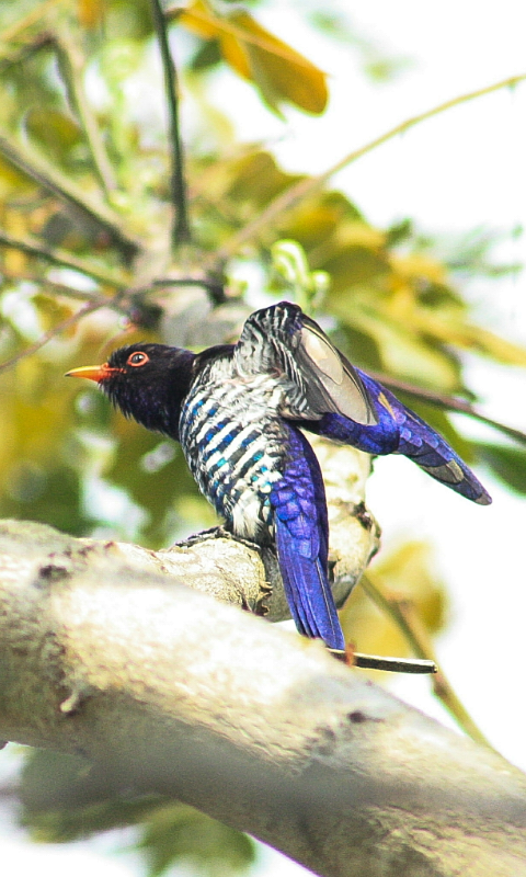 Violet Cuckoo - Mhark Gatela