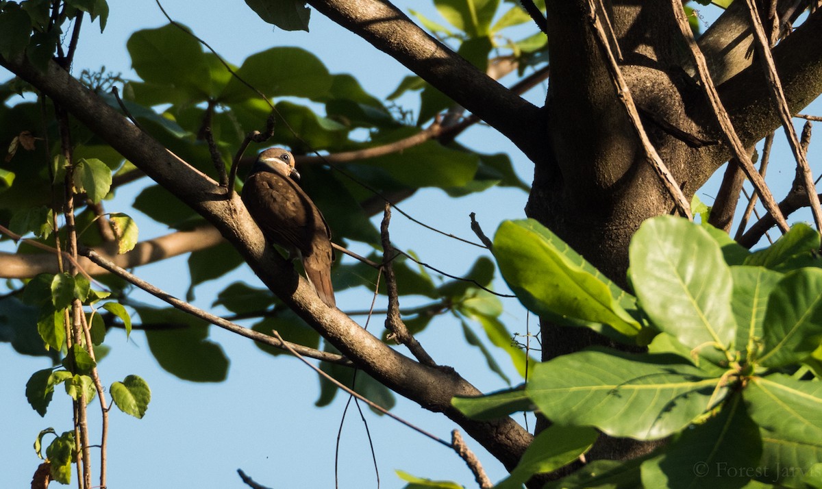 Vinago Pardo de Luzón - ML51934081