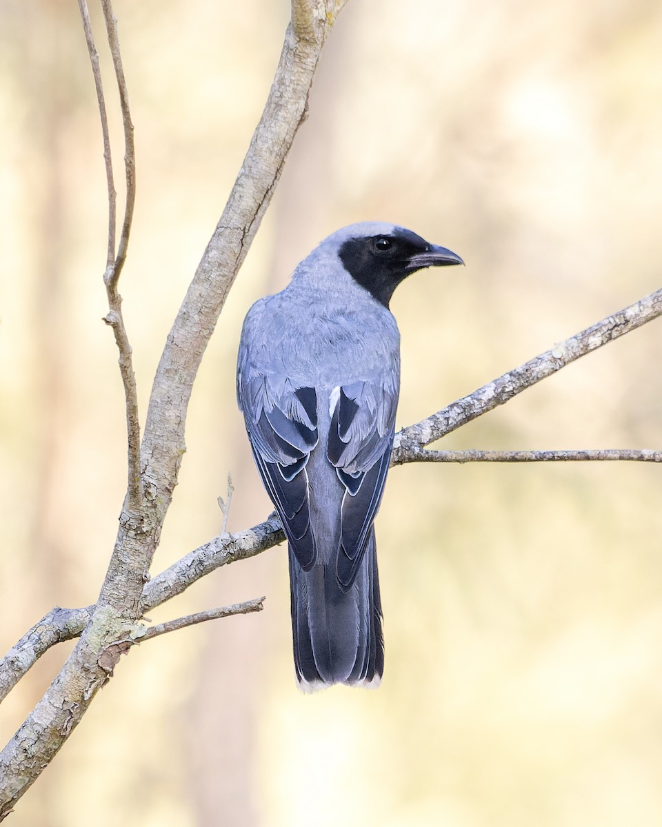 Black-faced Cuckooshrike - Ben Johns