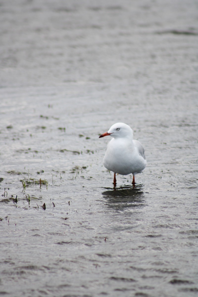 Silver Gull - ML519341511