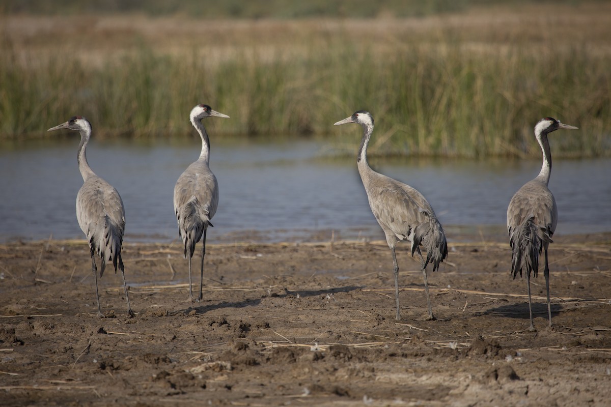 Common Crane - ML519341521