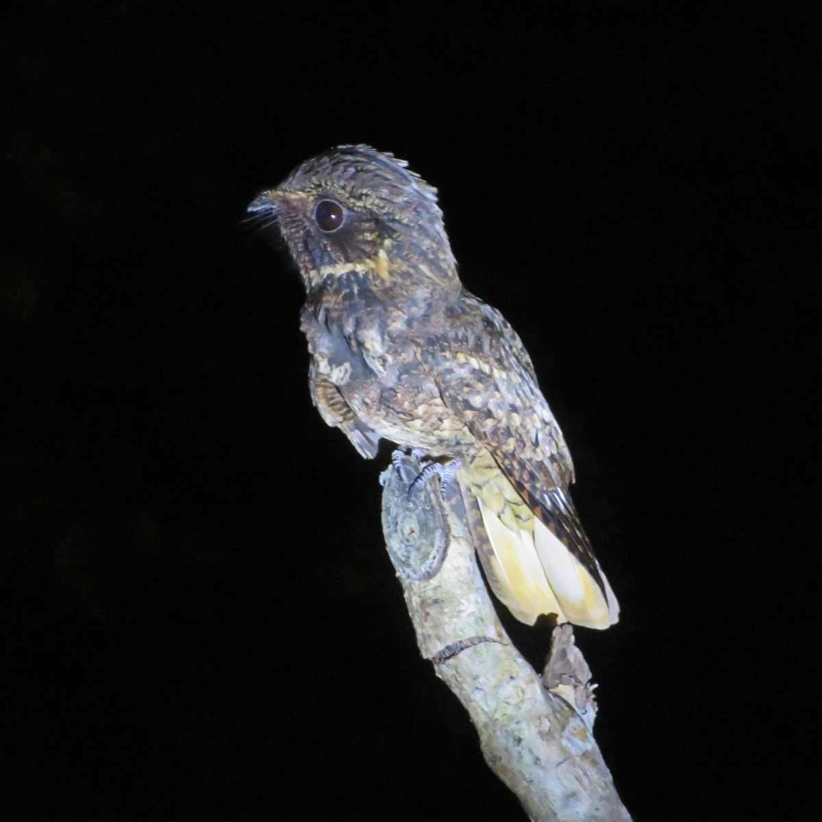 Rufous Nightjar - ML519341561