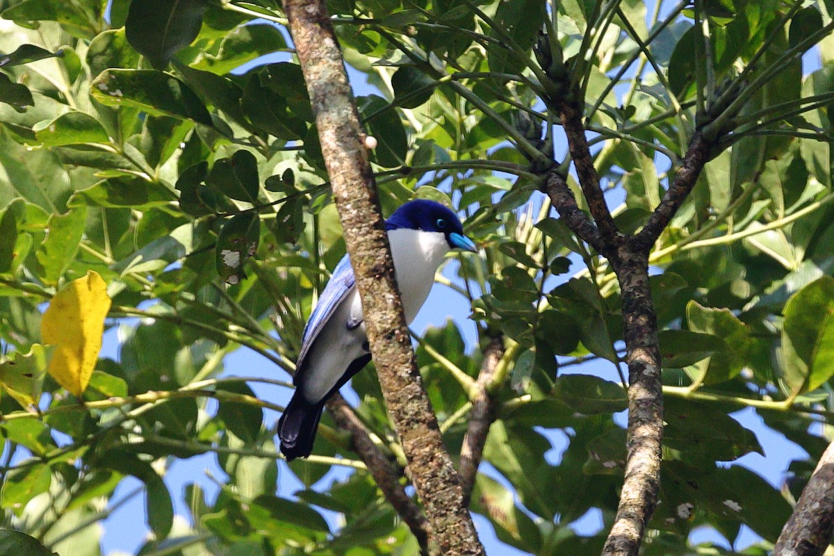 Ванга блакитна - ML519341611