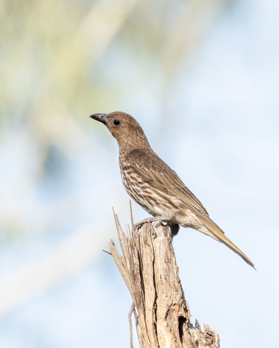 Australasian Figbird - ML519341701