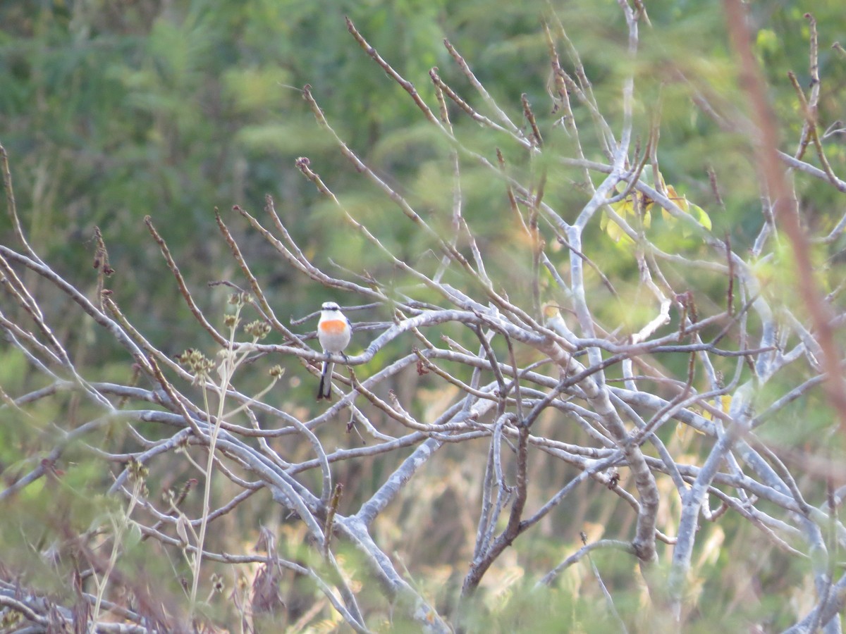 Jerdon's Minivet - ML519341851