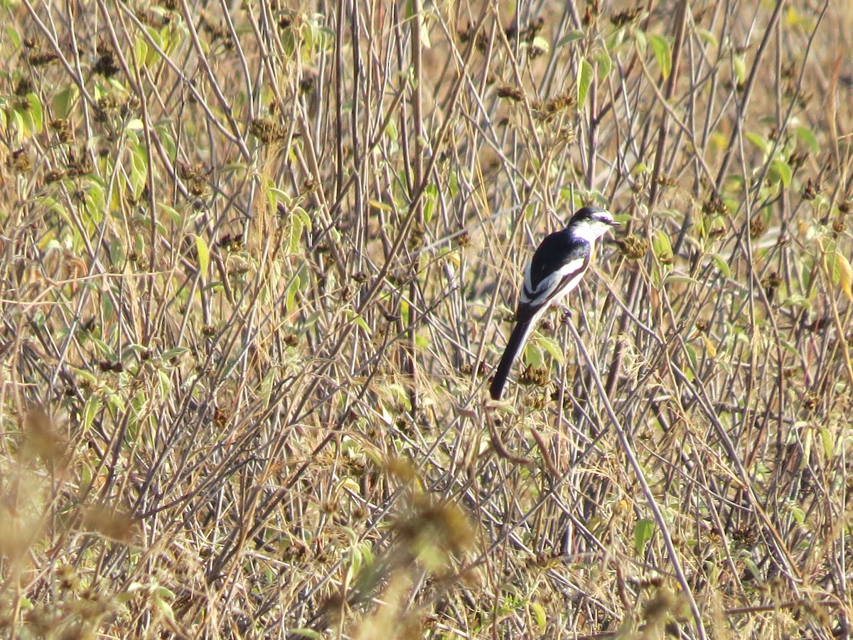 Minivet de Jerdon - ML519341861