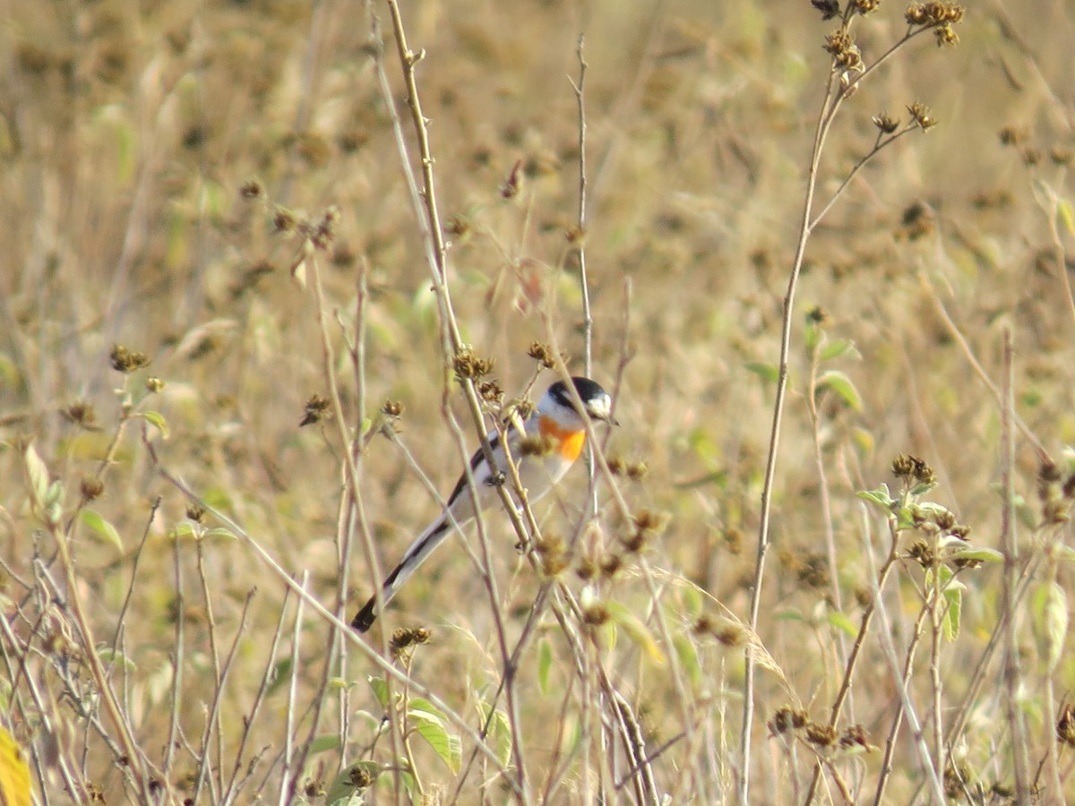 Jerdon's Minivet - ML519341881