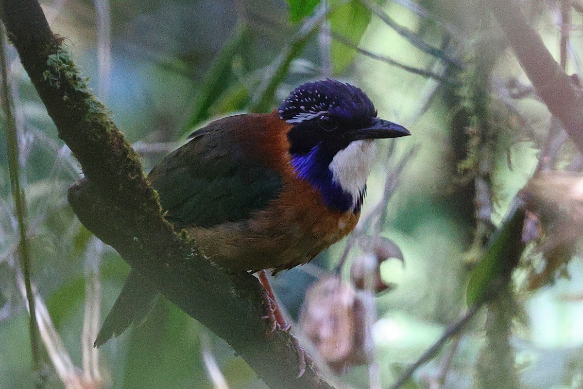 Підкіпка білогорла - ML519342451