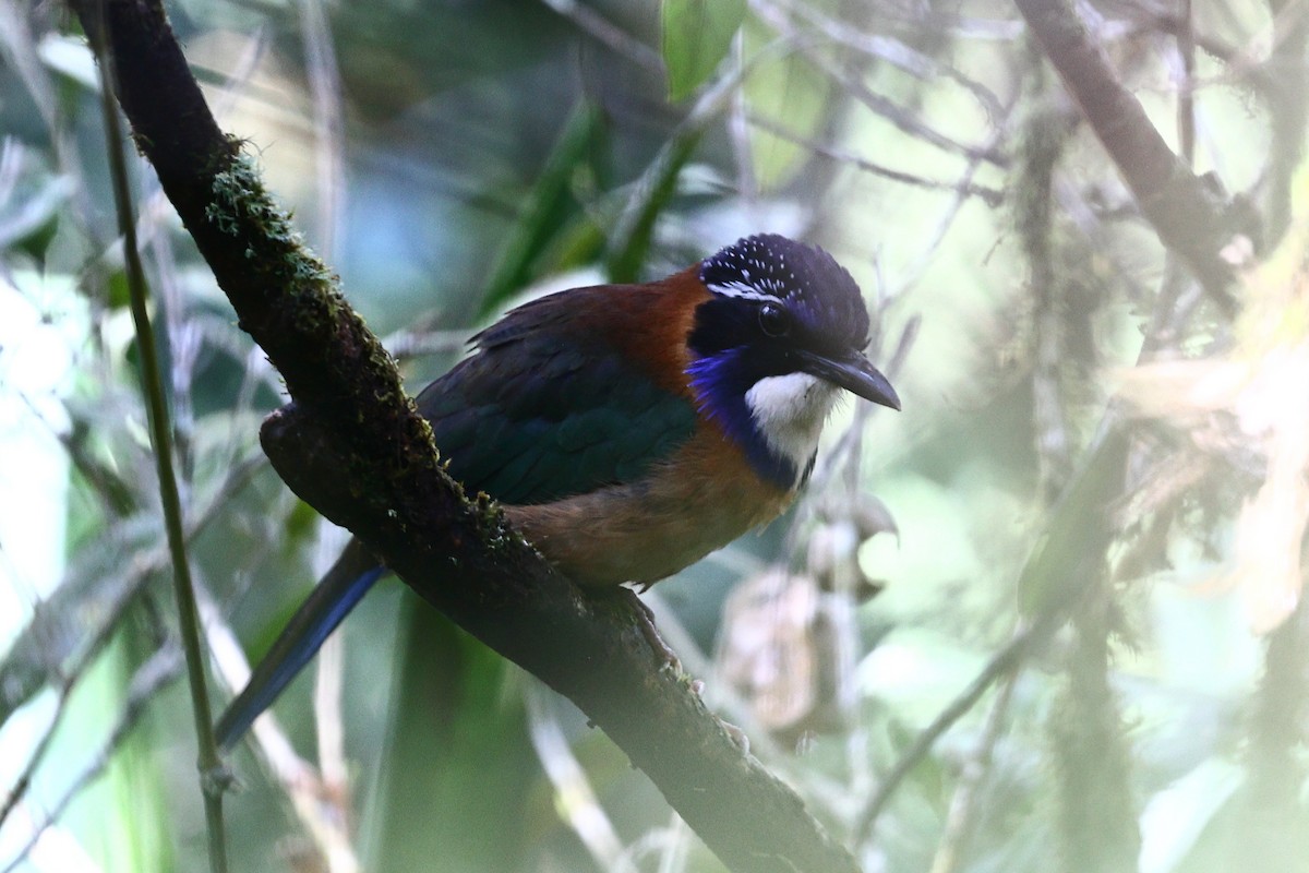 Підкіпка білогорла - ML519342491