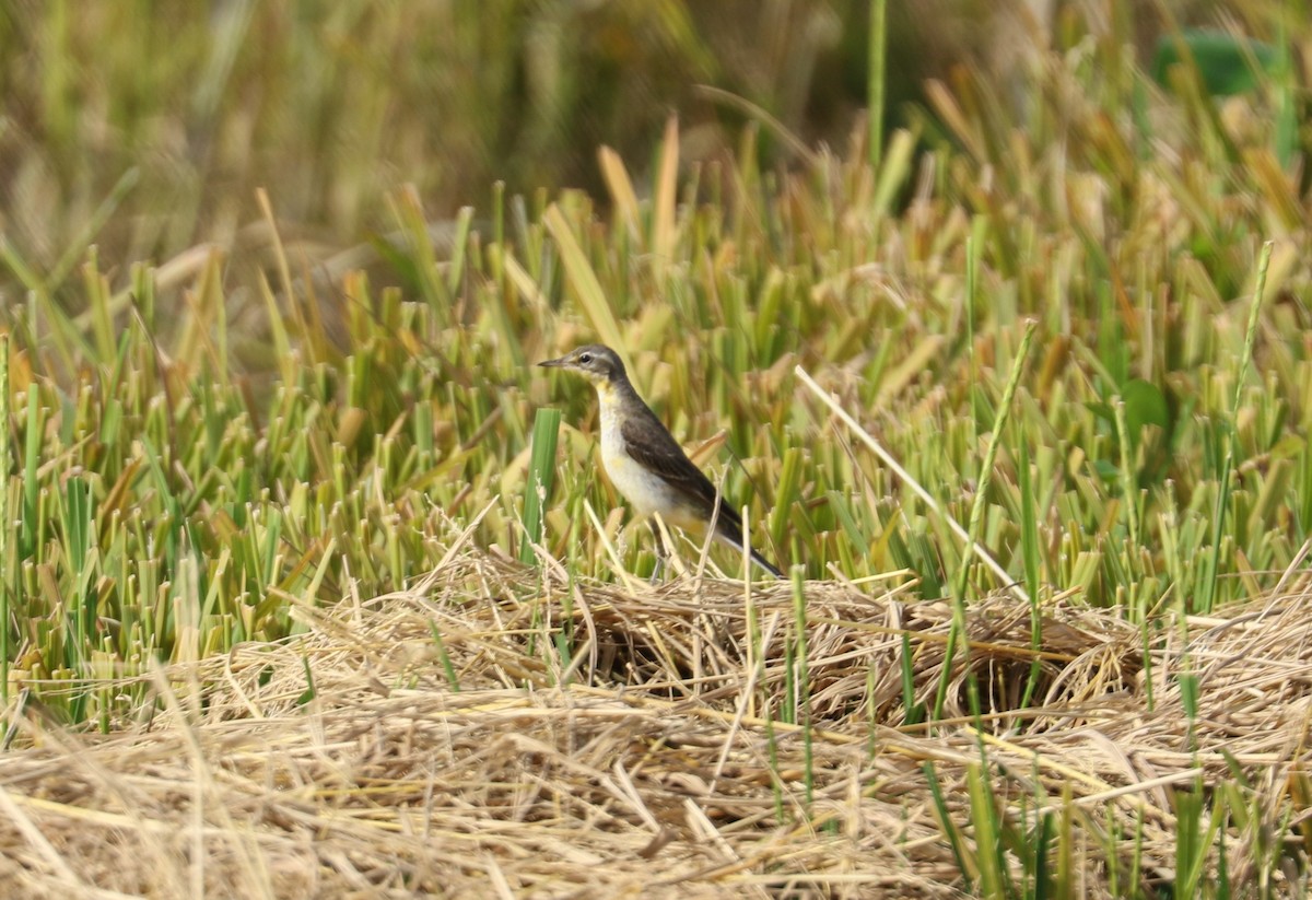 Eastern Yellow Wagtail - ML519342521