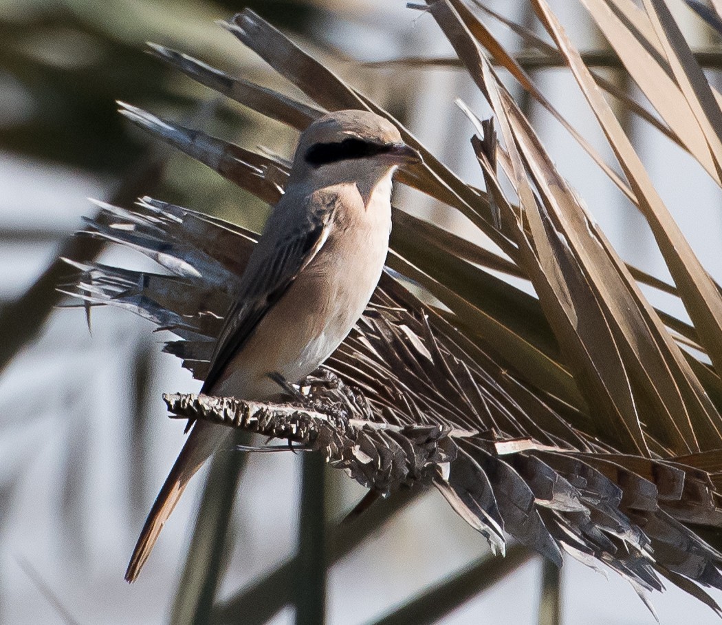 Red-tailed/Isabelline Shrike - ML519343821