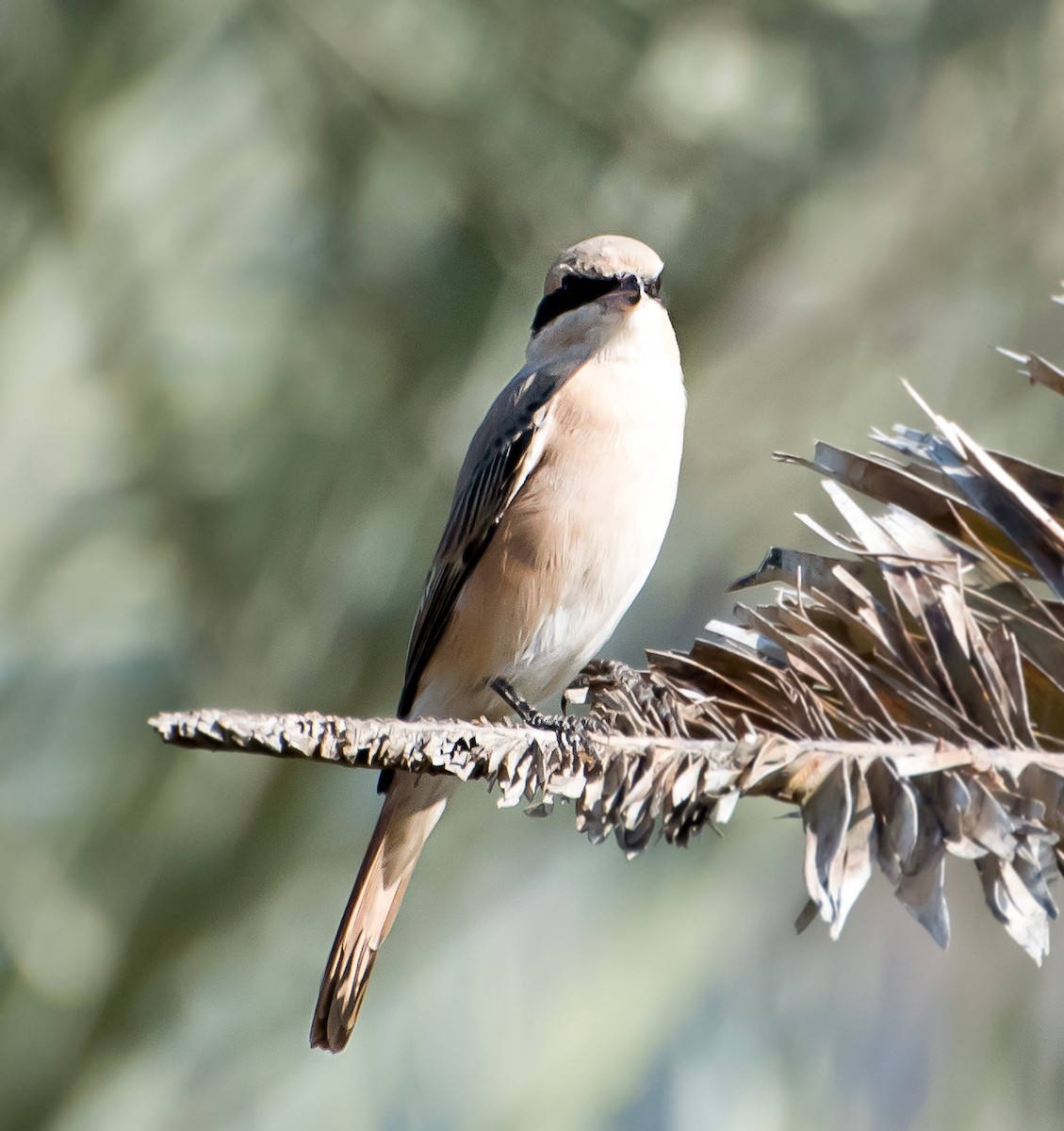 Red-tailed/Isabelline Shrike - ML519343841