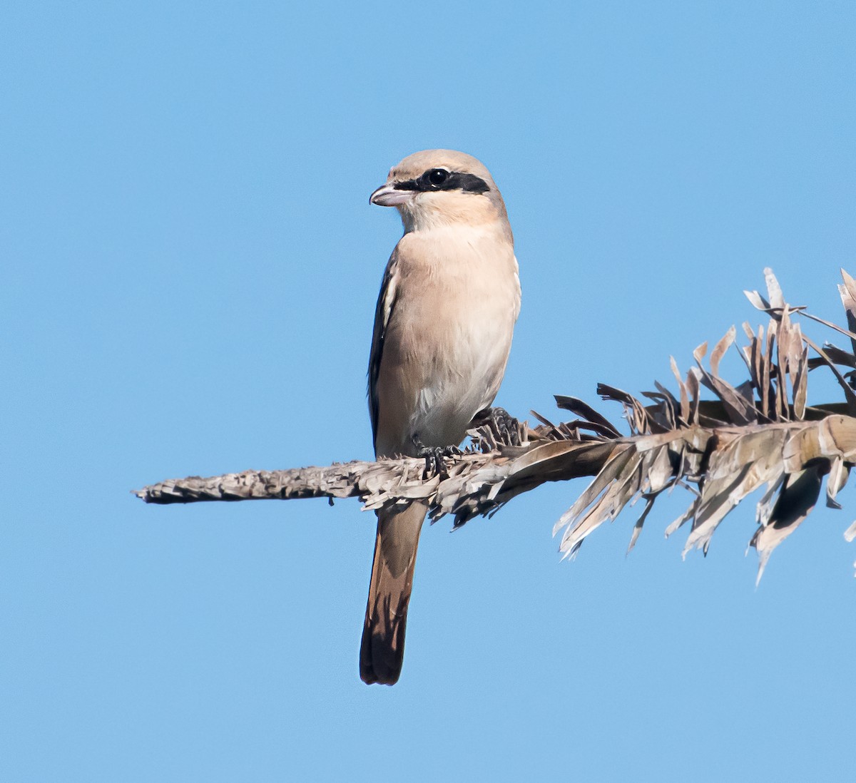 Türkistan/Moğolistan Örümcekkuşu - ML519343851