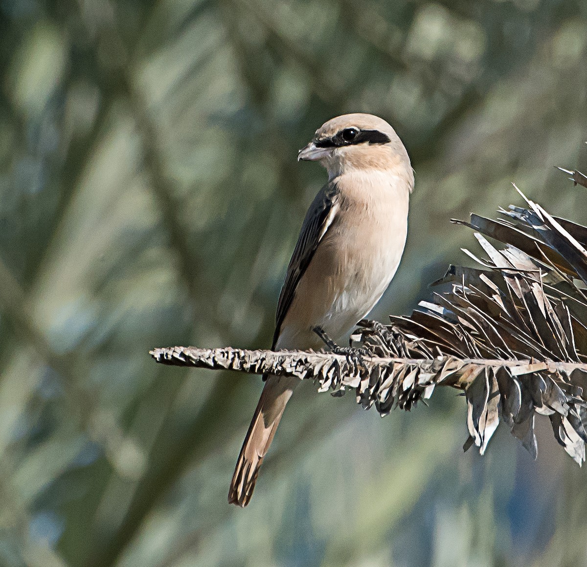 Red-tailed/Isabelline Shrike - ML519343861