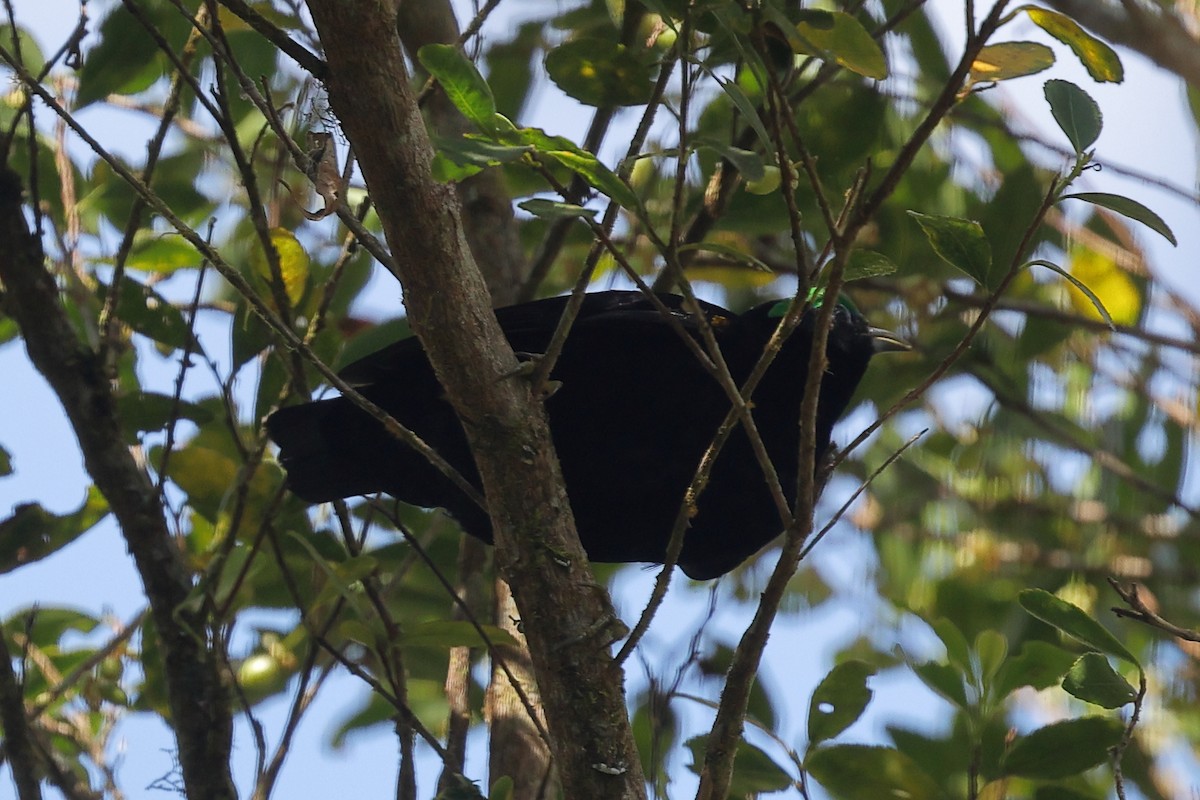 Асіті чорний - ML519344051