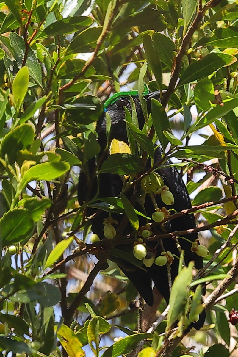 Асіті чорний - ML519344061