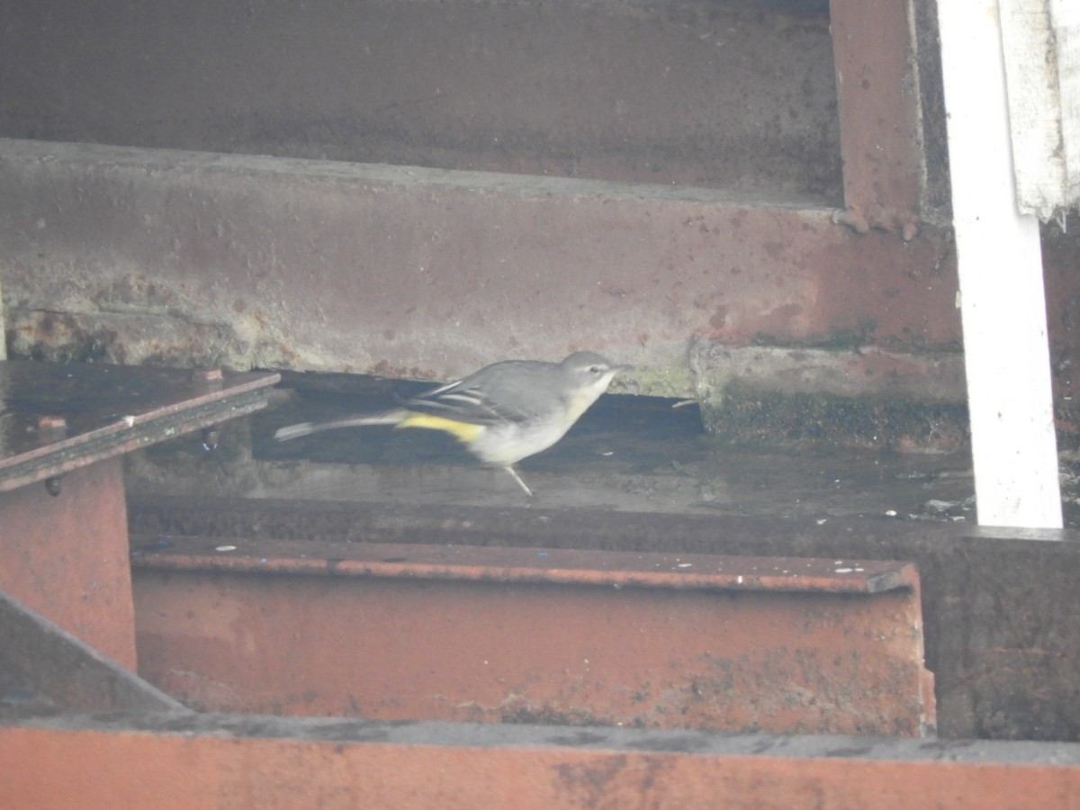 Gray Wagtail - ML519344161