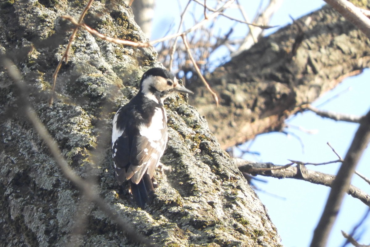 Syrian Woodpecker - ML519344811