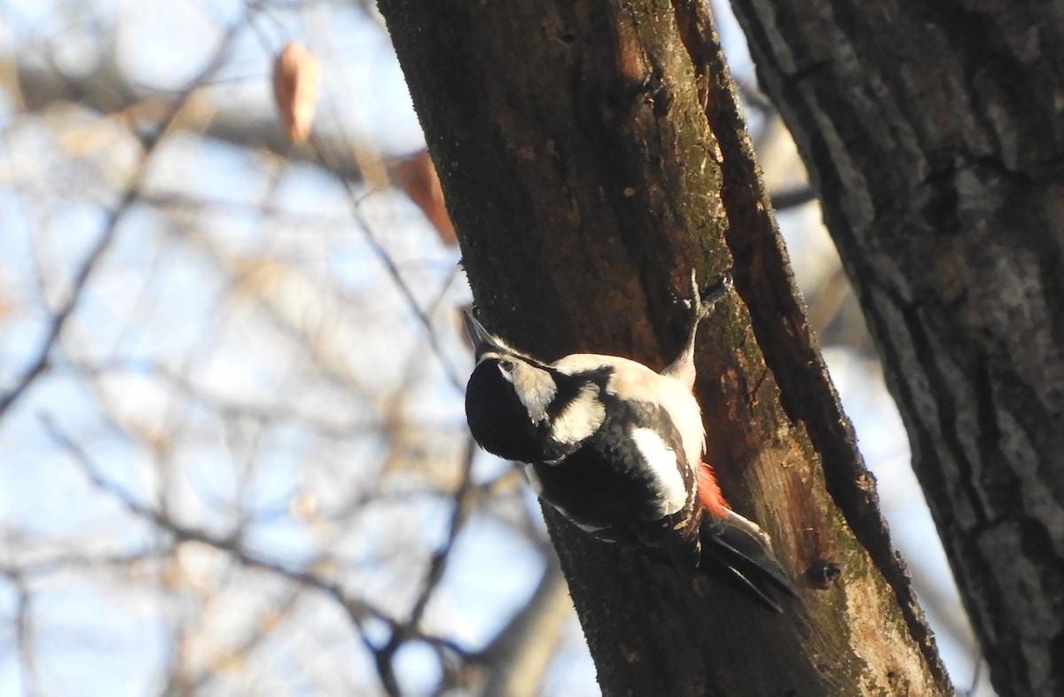 Great Spotted Woodpecker - ML519344831