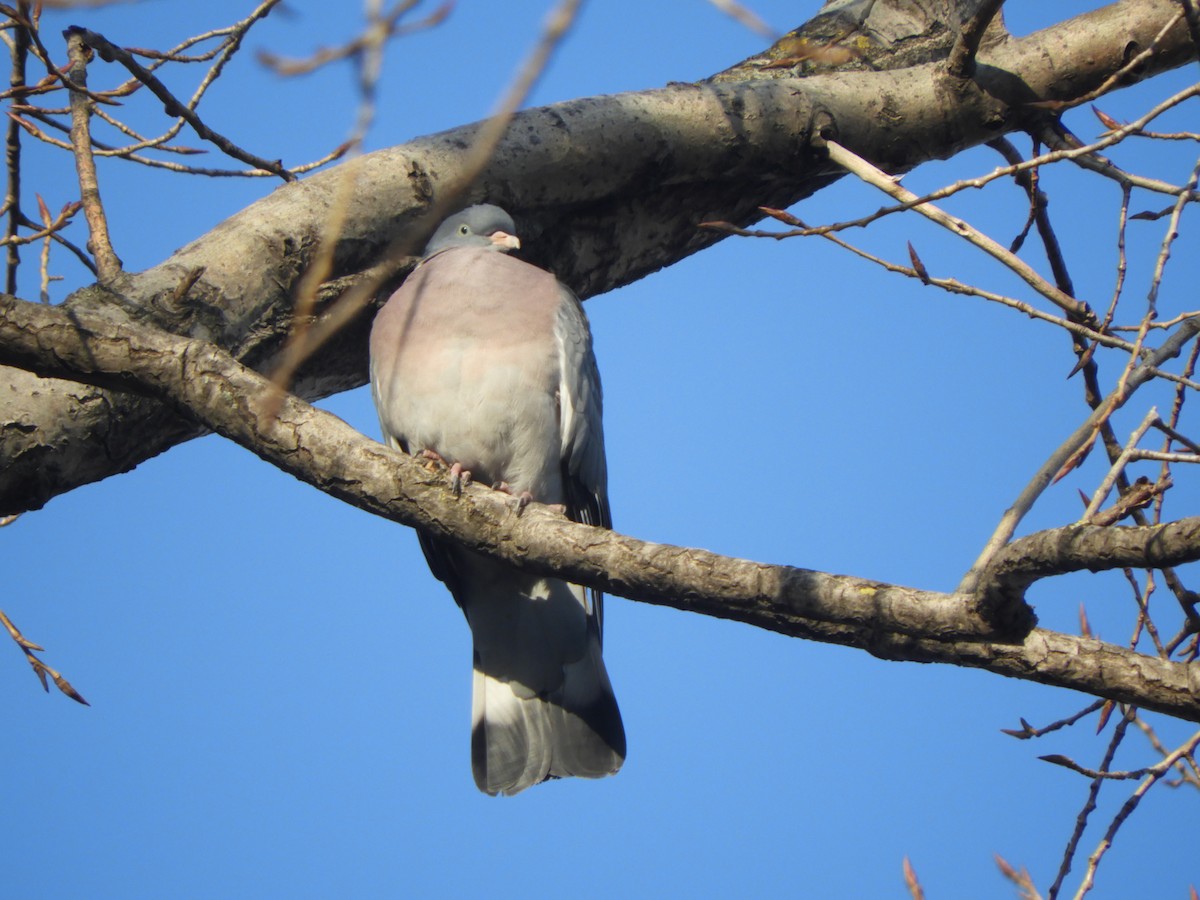 Common Wood-Pigeon - ML519344841