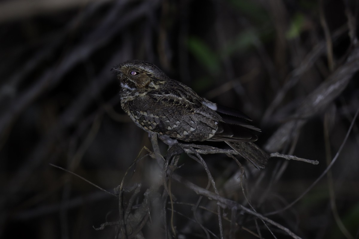 Scrub Nightjar - ML519344931