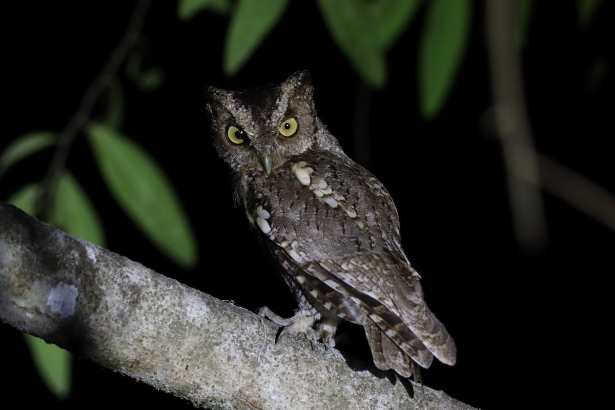Peruvian Screech-Owl - ML519344941