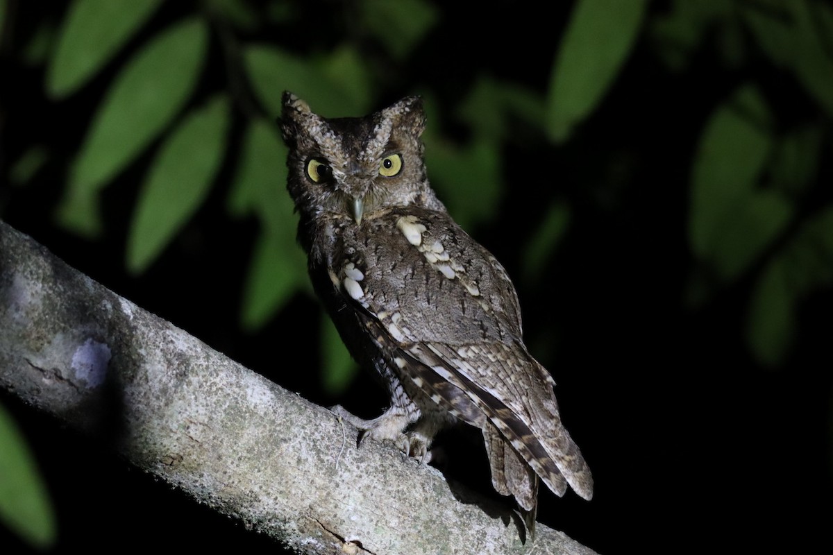 Peruvian Screech-Owl - ML519344951