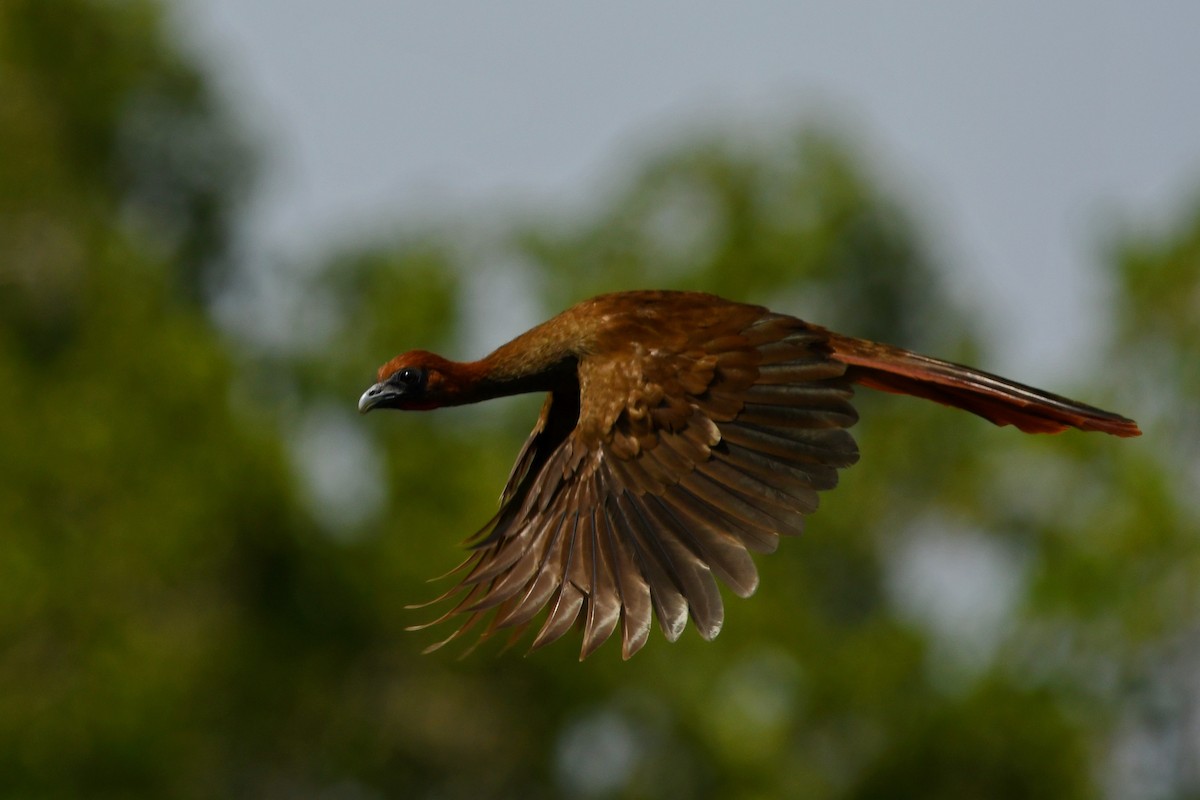 Variable Chachalaca - ML519345161