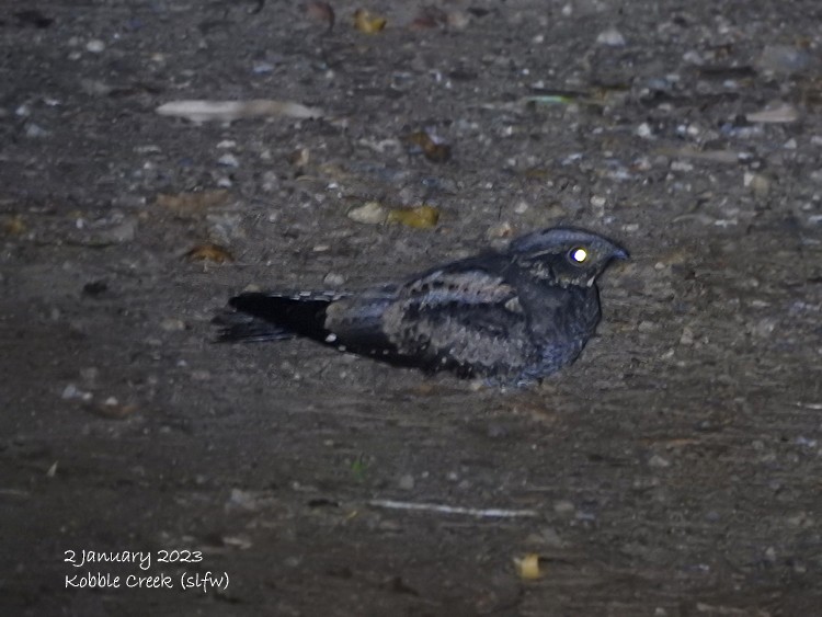 White-throated Nightjar - ML519345351