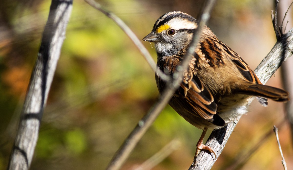 White-throated Sparrow - ML519347391