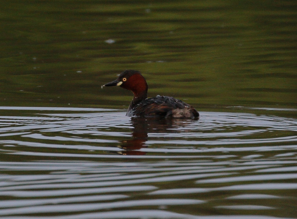 Little Grebe - ML519347641