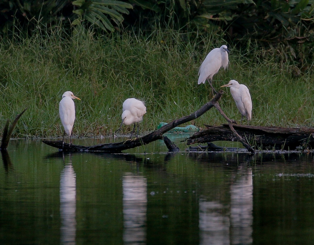 Little Egret - ML519347841