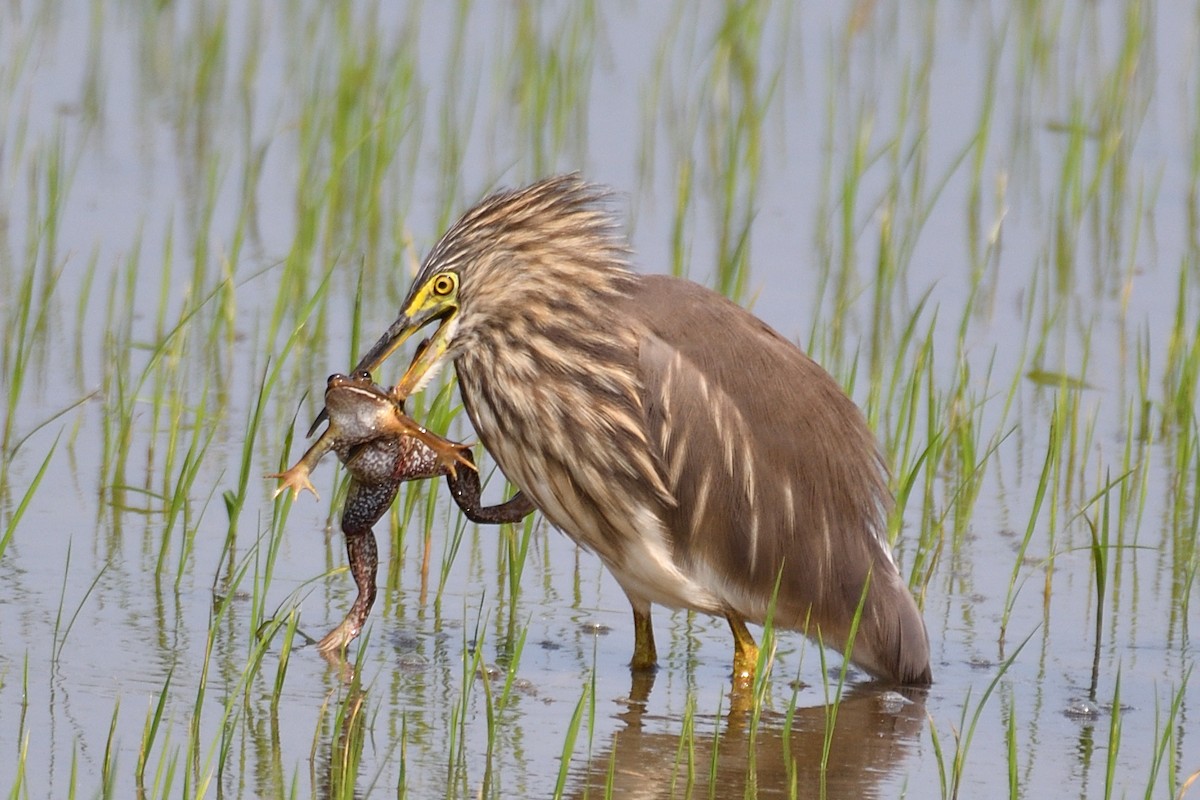 Indian Pond-Heron - ML519348571