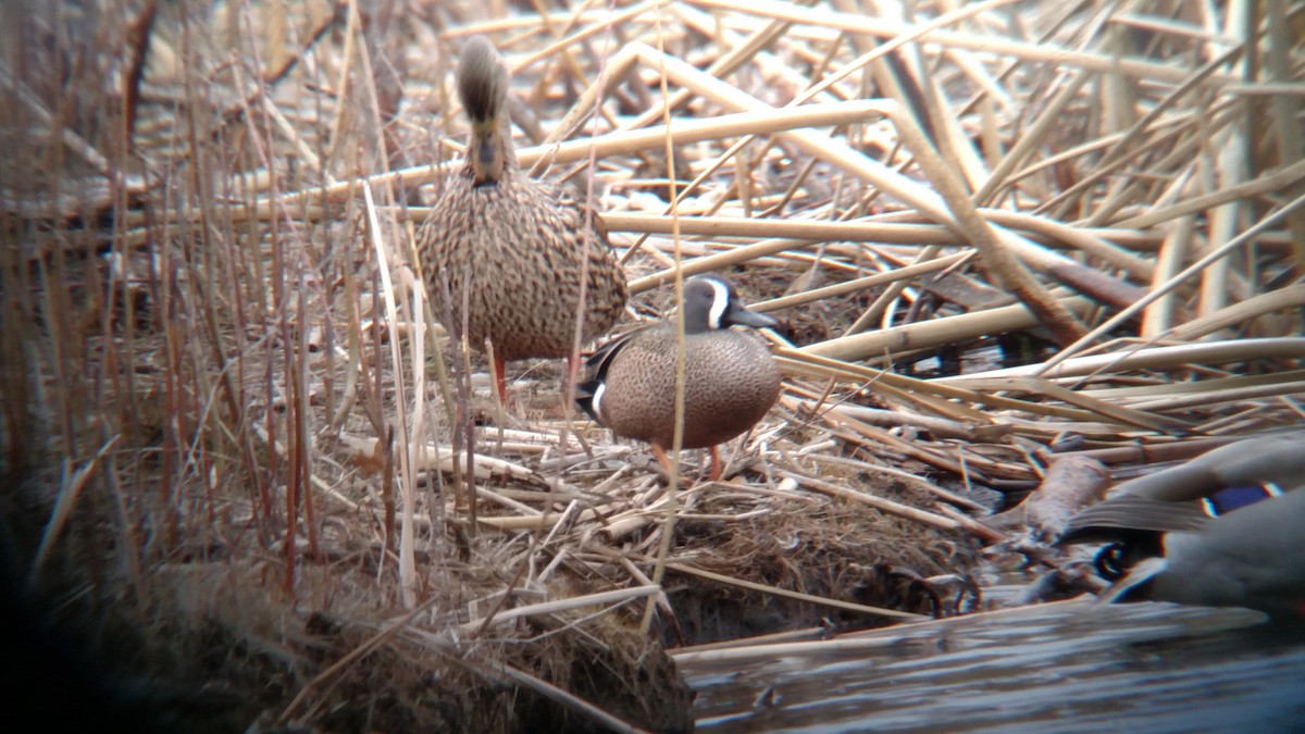 Blue-winged Teal - ML51934901