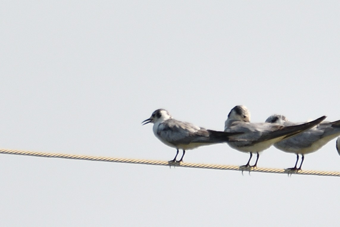 White-winged Tern - ML519349361