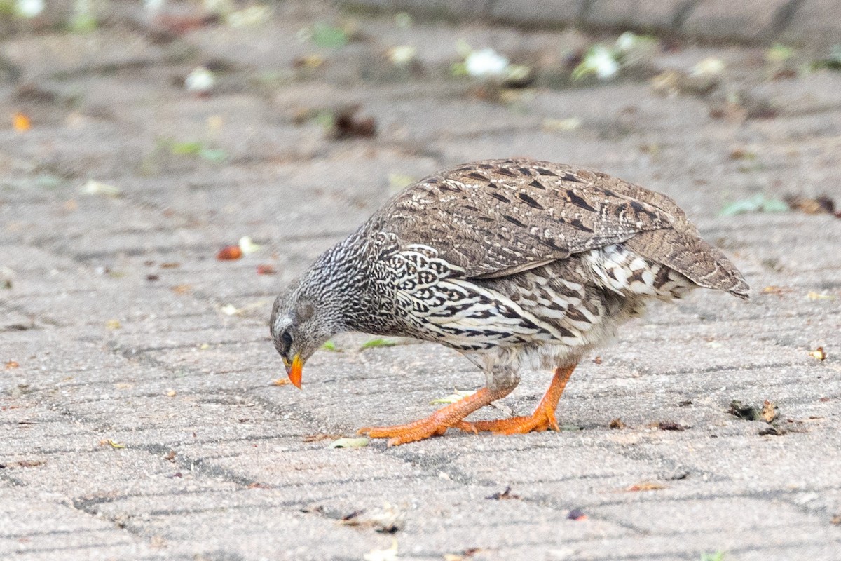 Natal Spurfowl - Darren Young