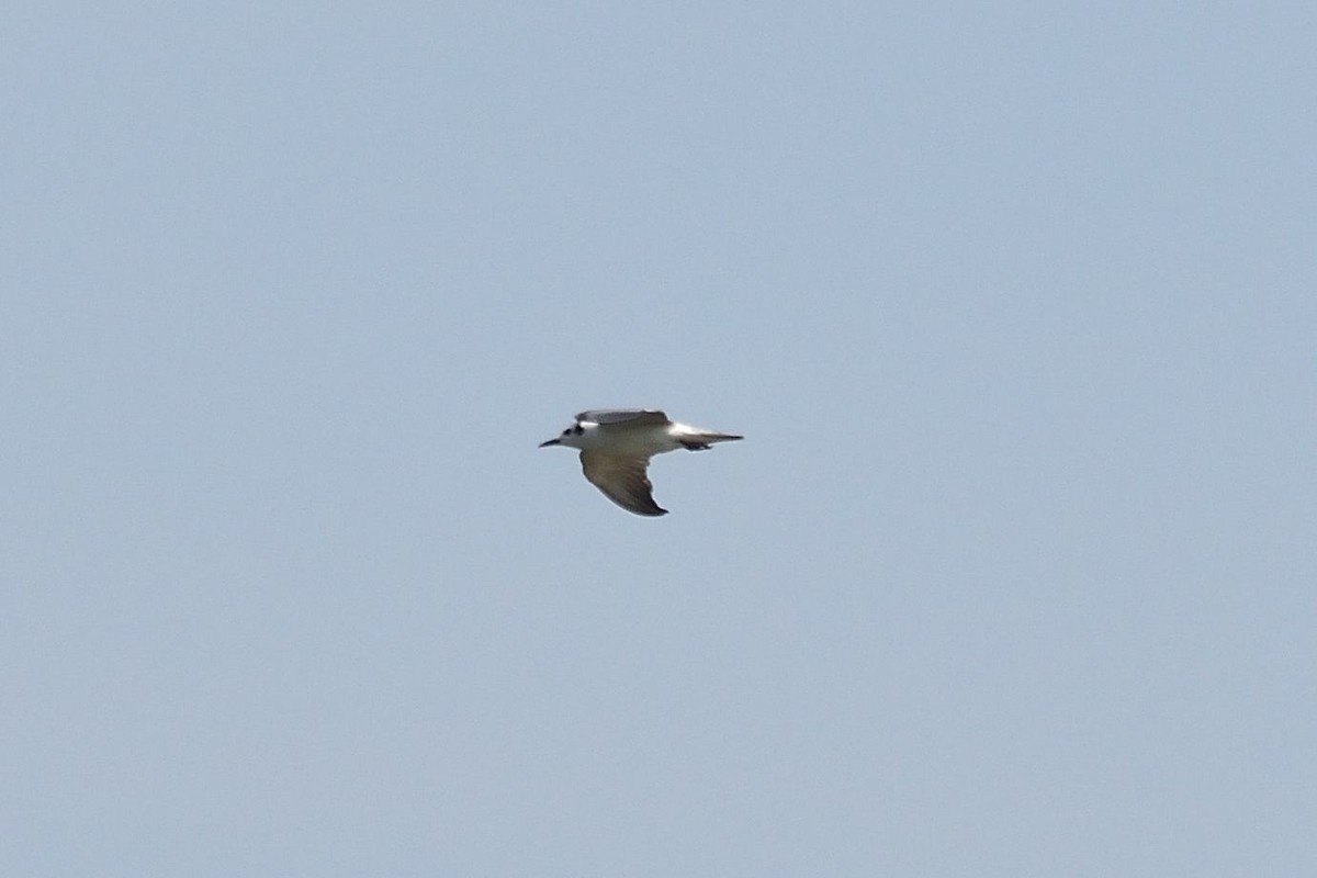 White-winged Tern - ML519351991