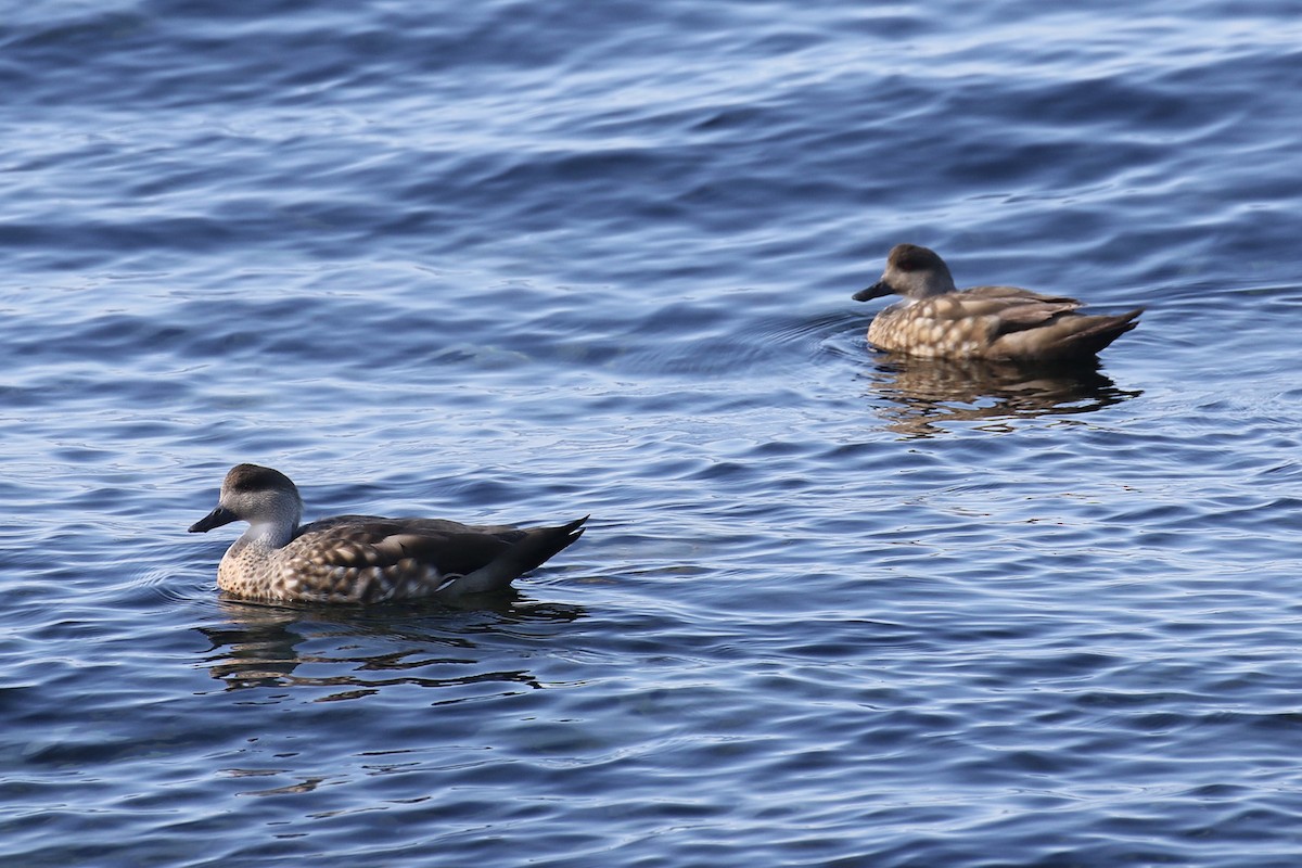 Crested Duck - ML519352391