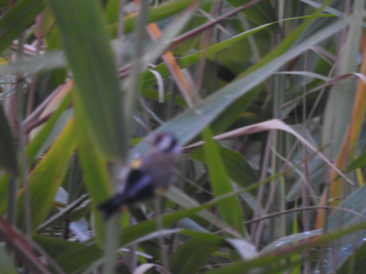 European Goldfinch - ML519354201