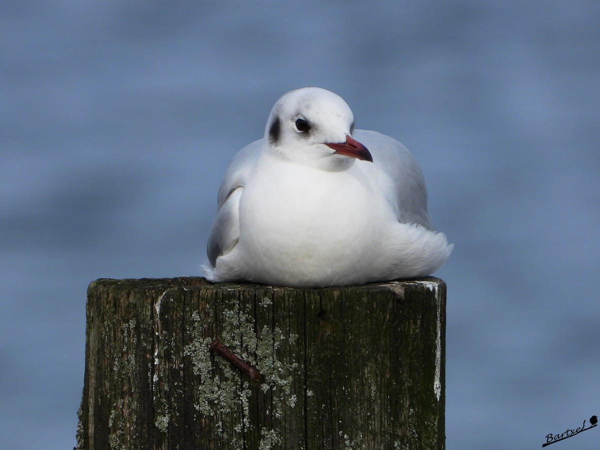Mouette rieuse - ML519357091
