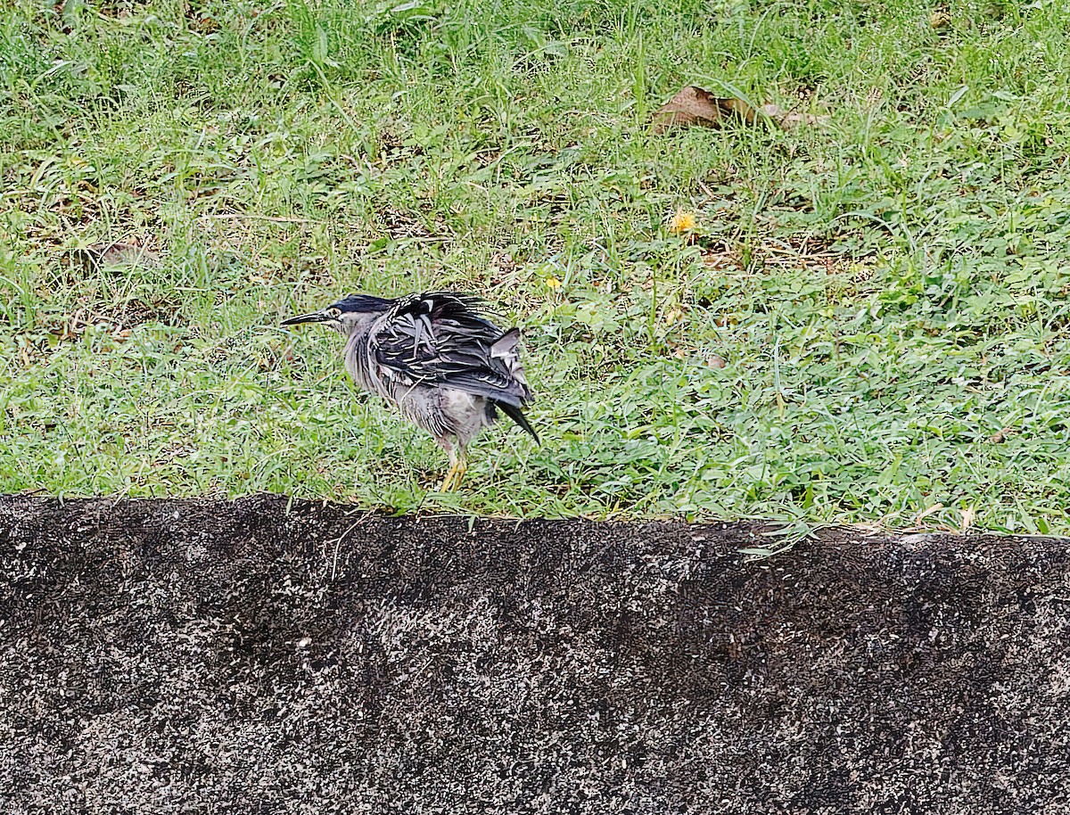 Striated Heron - ML519357241