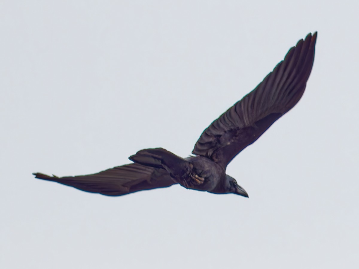 Large-billed Crow - ML519357321