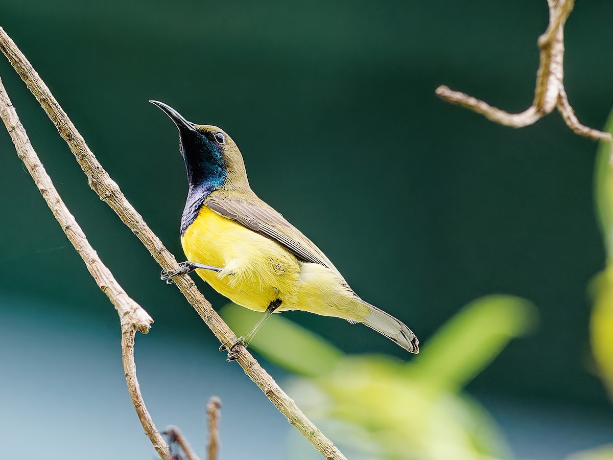 Garden Sunbird - Ravi Iyengar