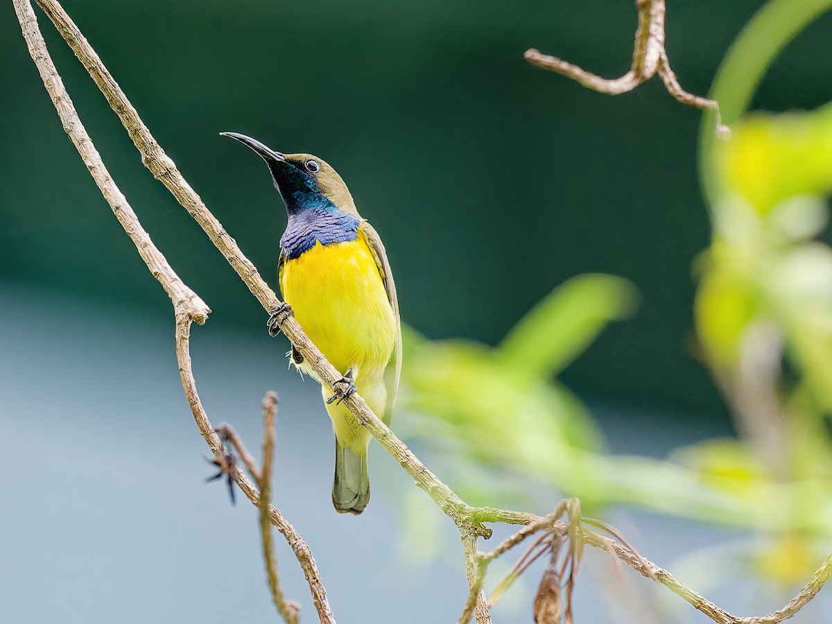 Garden Sunbird - Ravi Iyengar