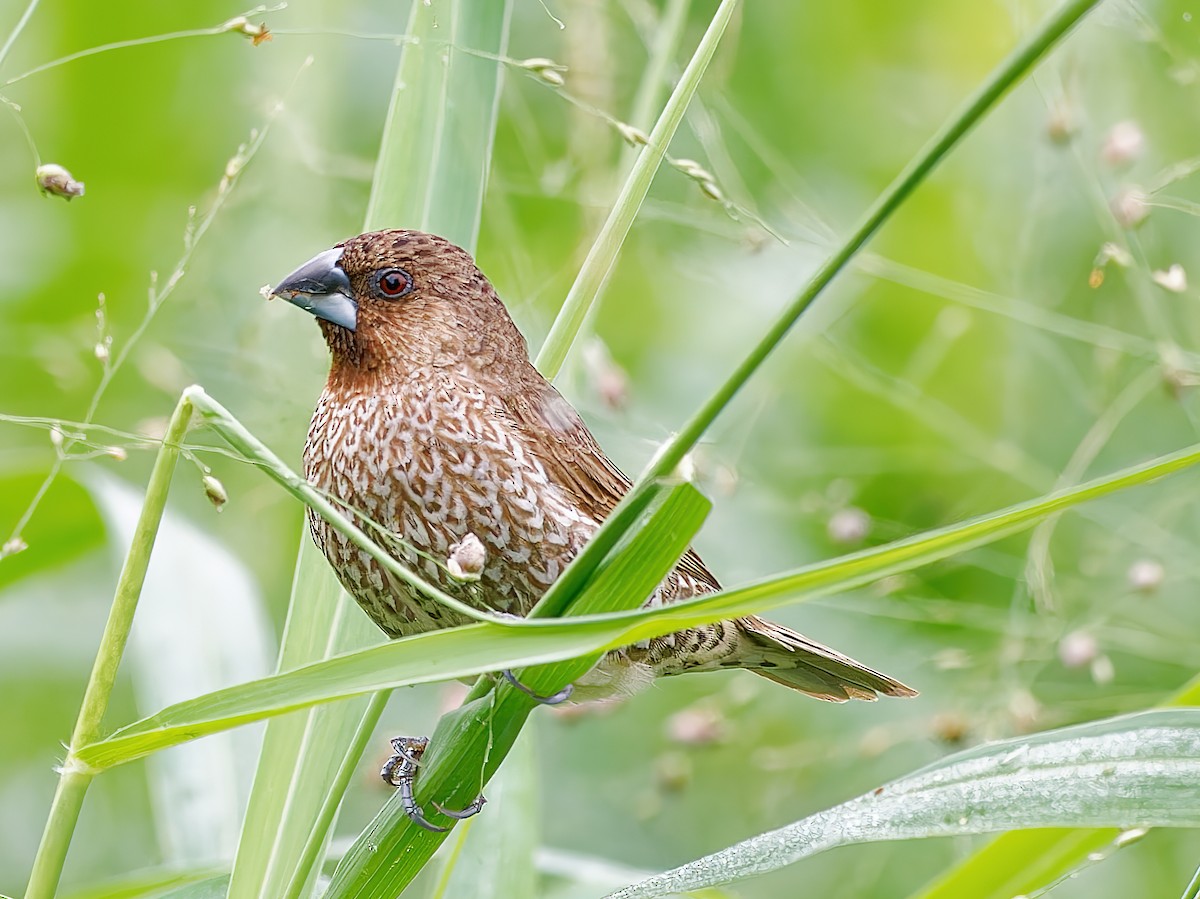 Scaly-breasted Munia - ML519357441