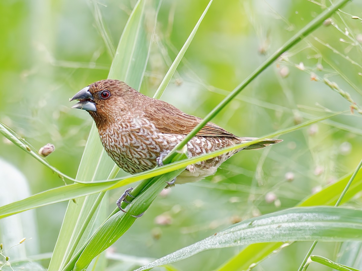 Scaly-breasted Munia - ML519357461