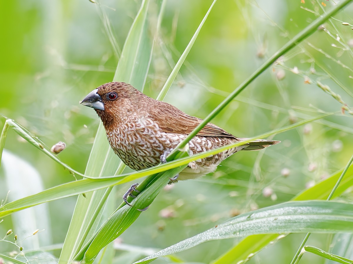 Scaly-breasted Munia - ML519357471