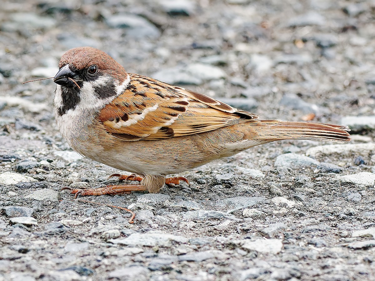 Eurasian Tree Sparrow - Ravi Iyengar